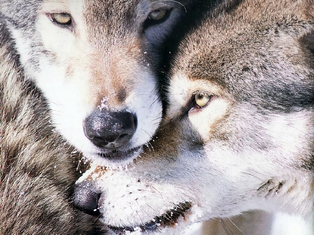 Coyottes et loups - 050